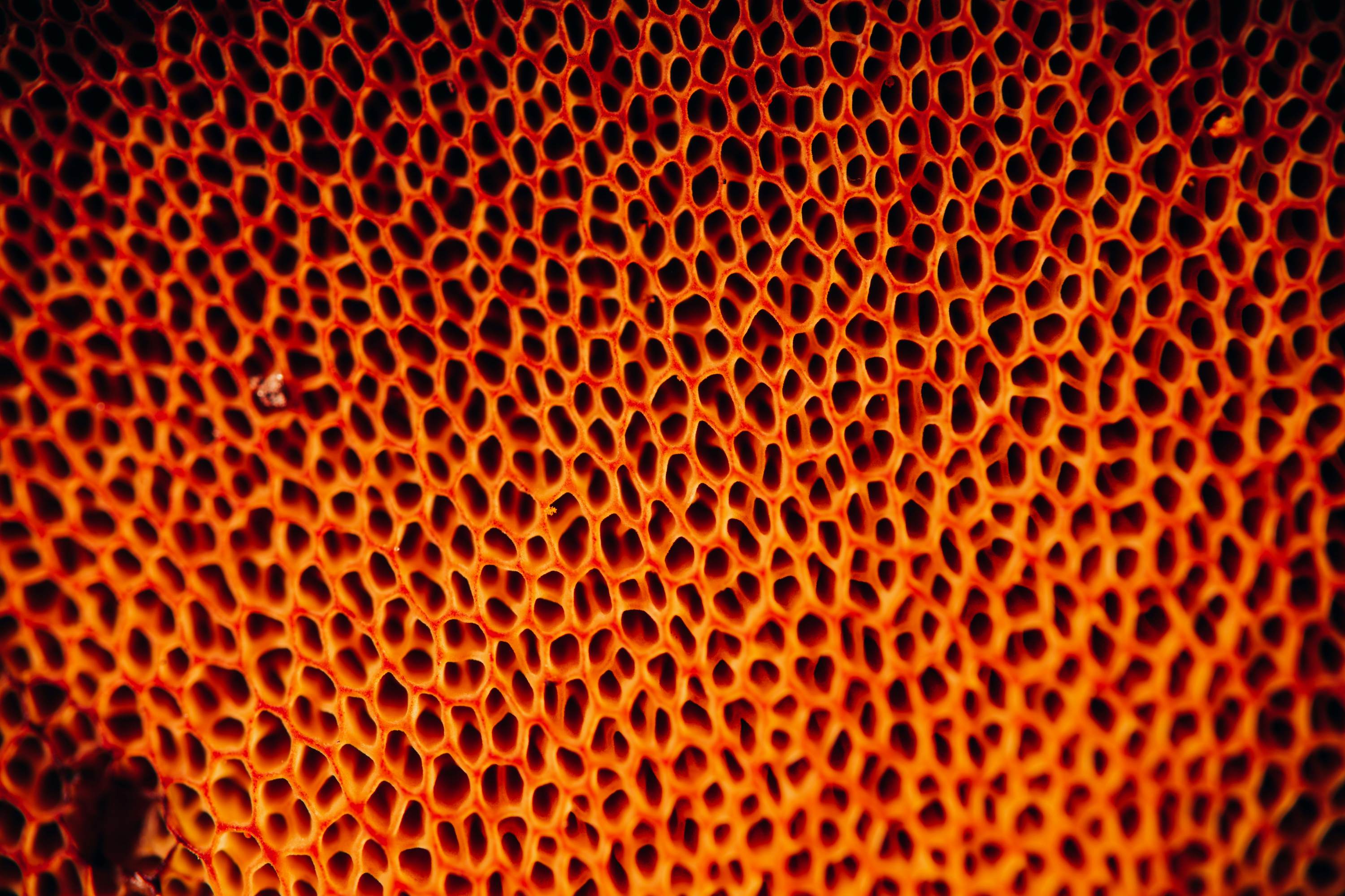 Fiber: The Ultimate Cholesterol Sponge
