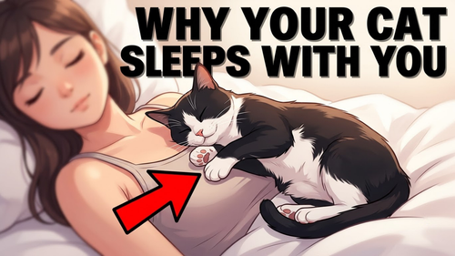 Your Cat Sleeps With You for ONE Specific Reason… Noah.png