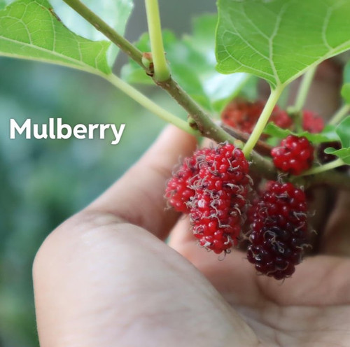do you wanna try mulberry v0 u1ohk5hj7xt91.jpg
