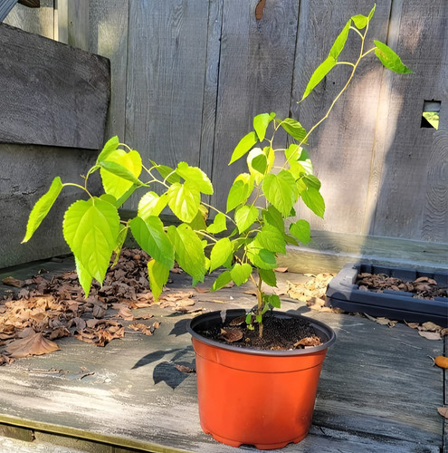 mulberry plant will it survive and go dormant if i just v0 t1x2dsw4pxrb1 1280x1292.jpg