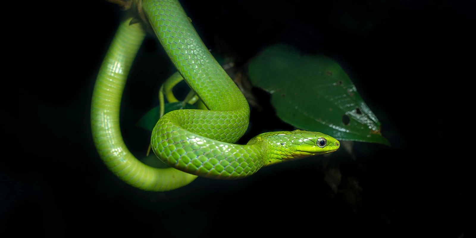 A bright green snake with a slender body and large eyes coils around a branch against a dark, out-of-focus background.