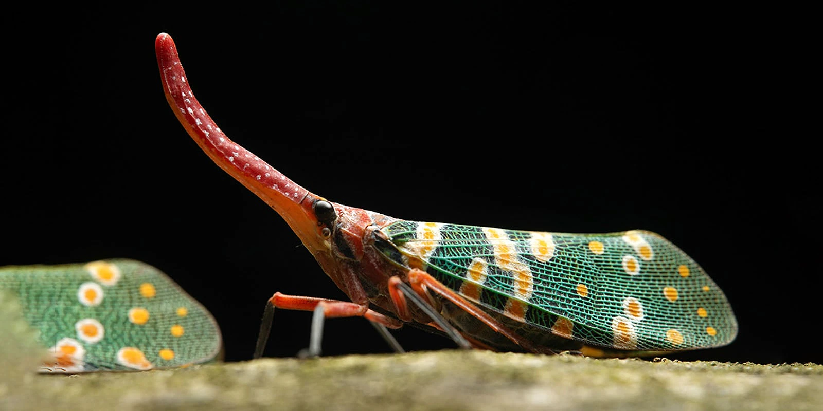 A lanternfly with a long, red, upward-curving snout and green wings patterned with white and yellow spots stands on a branch.