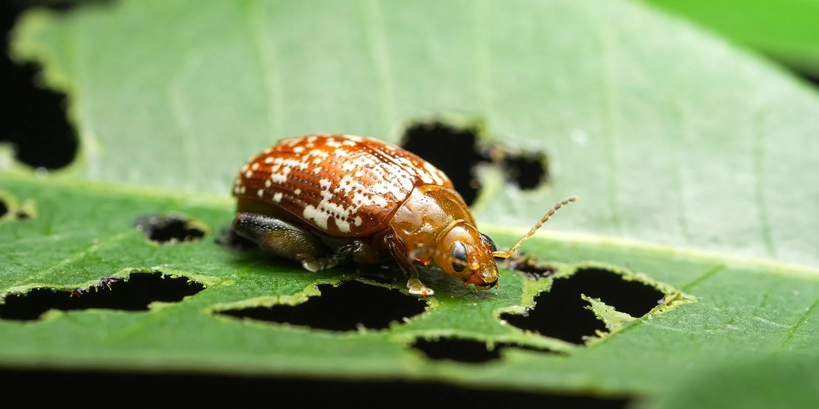 A brown and white patterned beetle rests on a green leaf that has several holes eaten through it.