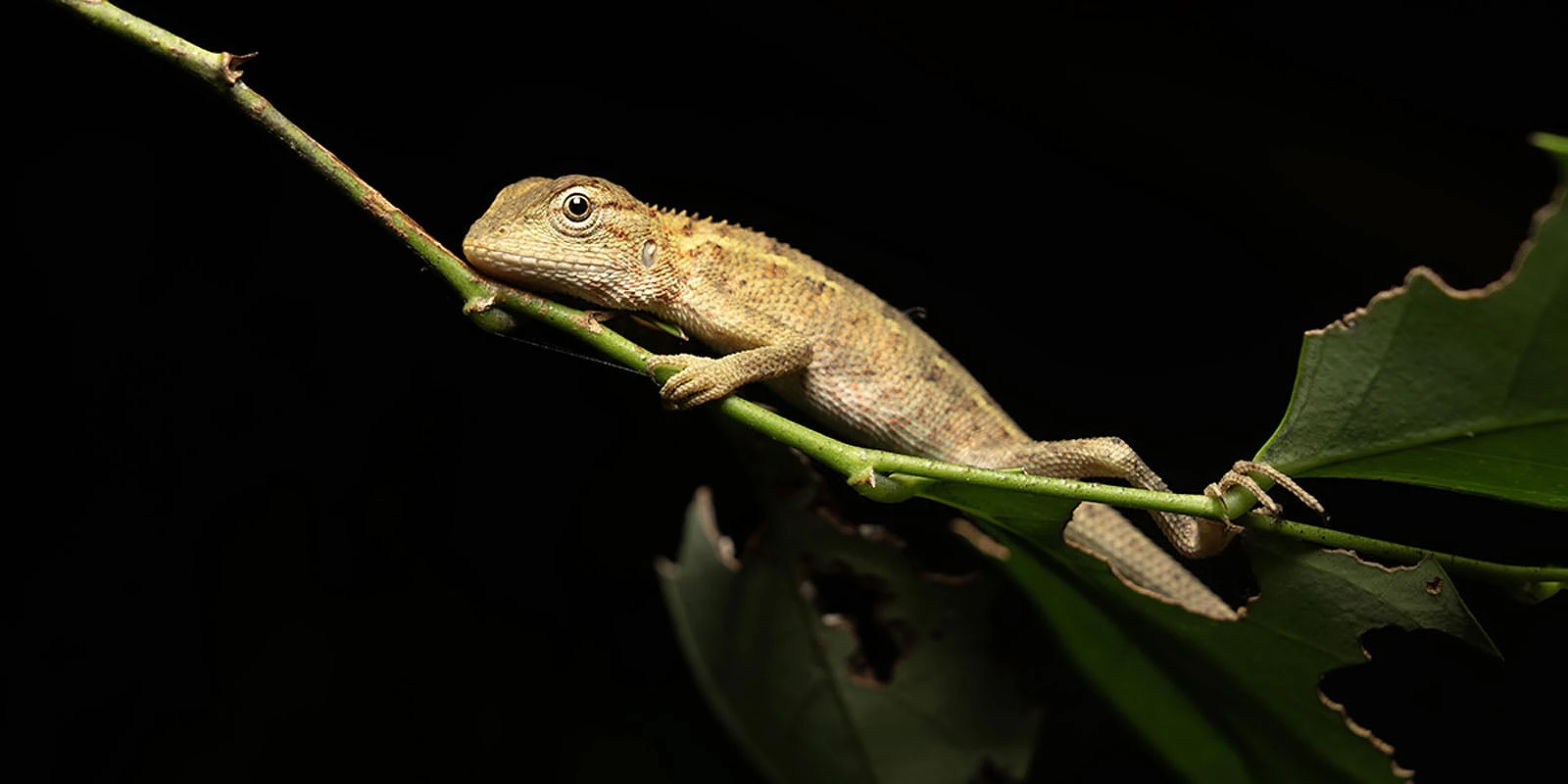 A light brown lizard rests on a thin, green branch against a solid black background.