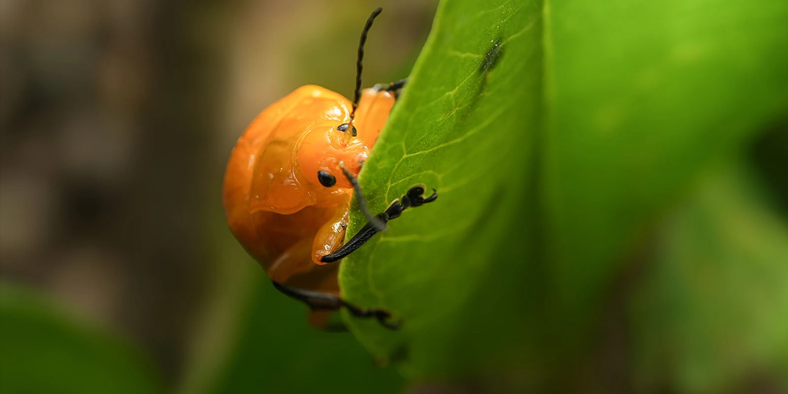 A bright orange beetle with black legs and antennae clings to the edge of a green leaf.