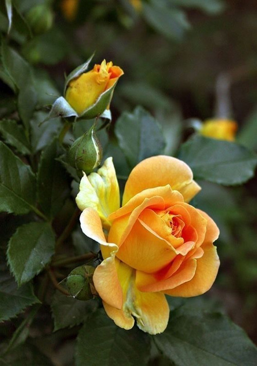 44f1c7ef022dc987c4d7383ef34c60a1