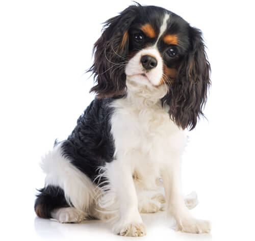 BREED Hero 0032 king charles spaniel.jpg