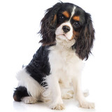BREED Hero 0032 king charles spaniel