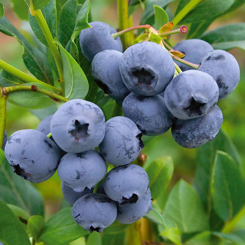Blueberry Sunshine Blue Fruit 3 fpef zh 1.jpg