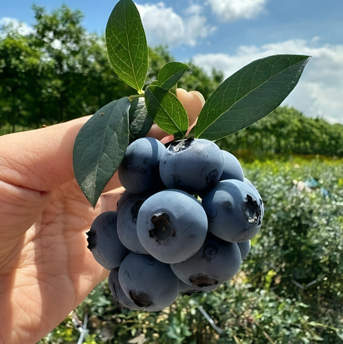BLueberry veliyathgardens 6 1445x 1920x1922.jpg