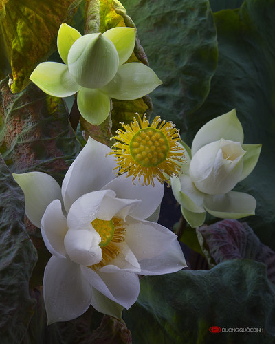lotus by duongquocdinh d8ykyiv.jpg