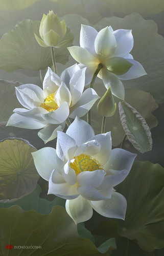 lotus by duongquocdinh d8yz55l.jpg