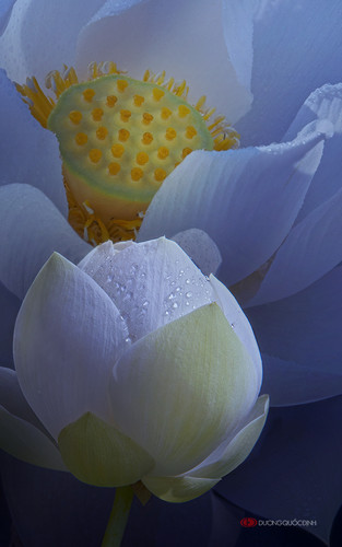 lotus by duongquocdinh d81iuxy.jpg