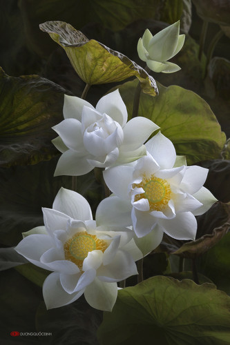 lotus by duongquocdinh d8ybv8f.jpg