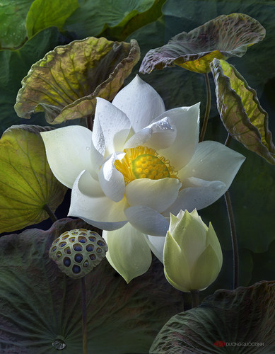 lotus by duongquocdinh d8ybv5n.jpg