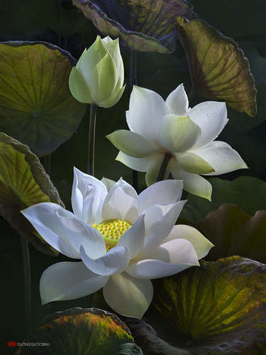 lotus by duongquocdinh d8ybvc5.jpg