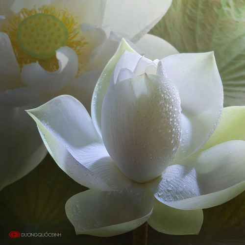 lotus by duongquocdinh d8ykyh4.jpg