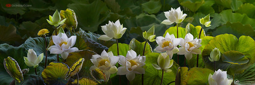 lotus by duongquocdinh d8yiee1.jpg
