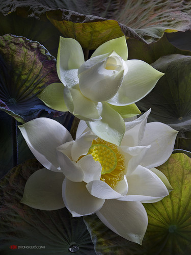 lotus by duongquocdinh d8ybvfl.jpg