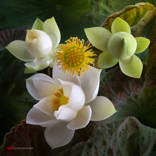 lotus by duongquocdinh d8ykyi3.jpg