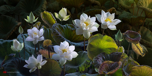 lotus by duongquocdinh d8yg7dg.jpg