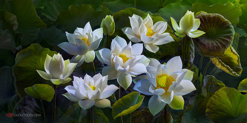lotus by duongquocdinh d8yj3hk.jpg