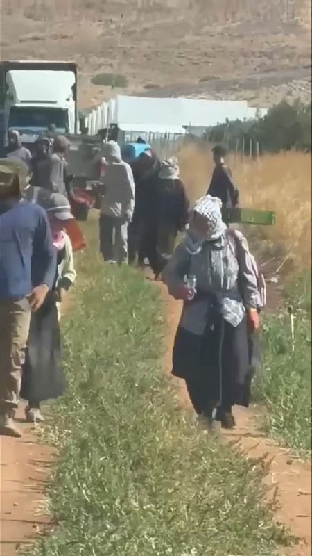 صورة الخبر