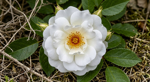 白いバラ [バラ属] [White Rose [Genus Rosa]].jpg