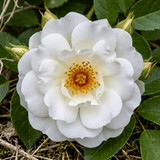 白いバラ [バラ属] [White Rose [Genus Rosa]]