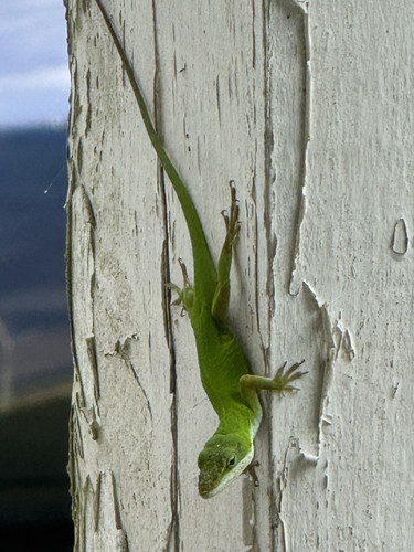 IMG 7442.jpg