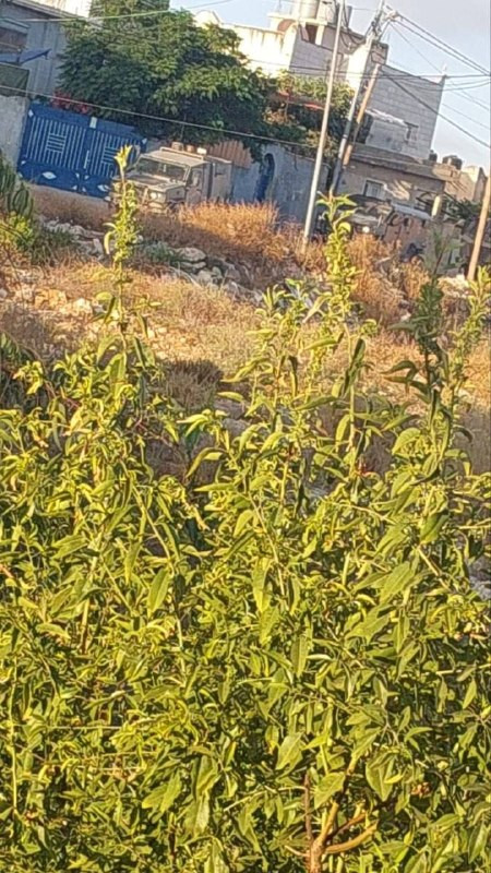 صورة الخبر
