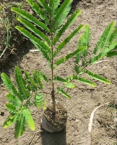 green amla tree.jpg