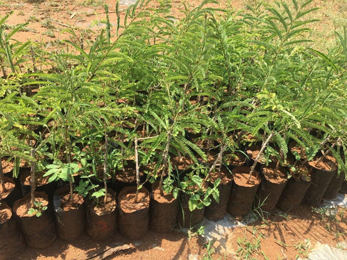 amla plant (1).jpg