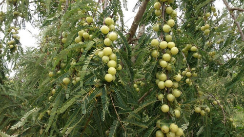 amla plant.jpg