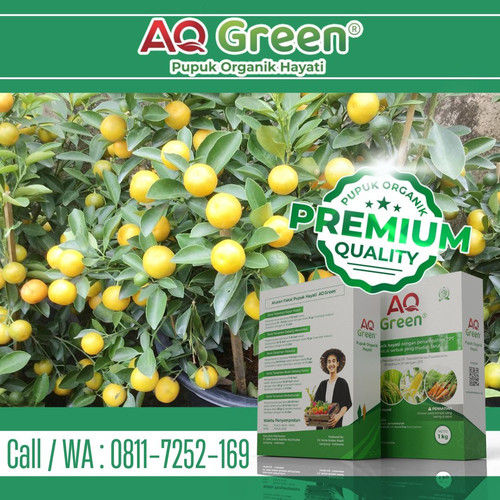 PALING LARIS, Call WA 0811 7252 169 Grosir pupuk organik cair untuk cabe di Lampung Timur.jpg