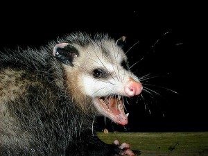 Possum Removal Hamilton.jpg