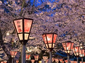 Japanese Cherry Blossom.jpg