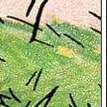 rupert1 23.png