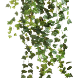 kisspng ivy plant clip art ivy vines clear cut png 5ab1ca9be7a480.1338380015216011799488 removebg pr.png
