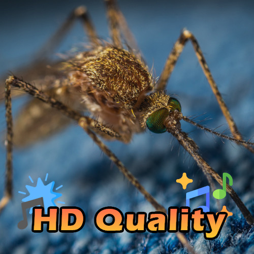 mosquito ICON.jpg