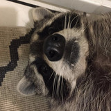Raccoon staring at u