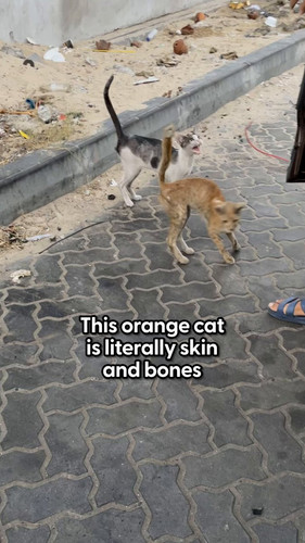 N guuHVa6RmgA5Nf.jpg