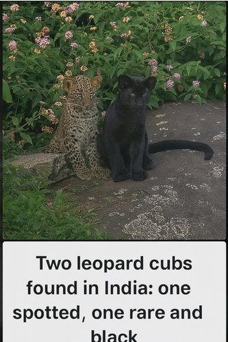 Screenshot 2025 07 07 at 9.59.42 AM.png