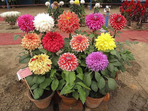 51 3hybrid mulitcolour dahlia se.jpg