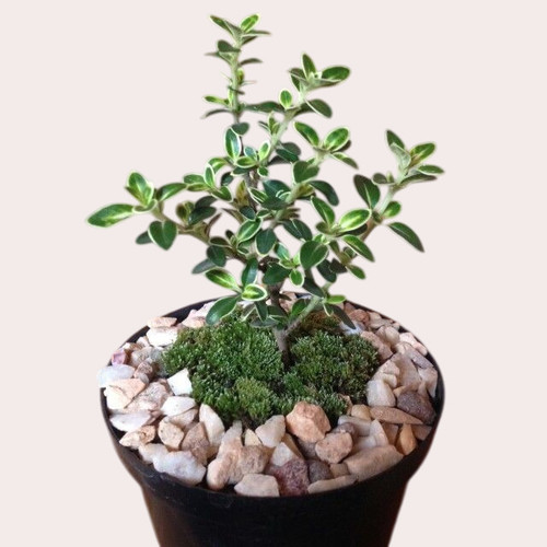 Serisa Photoroom.jpg