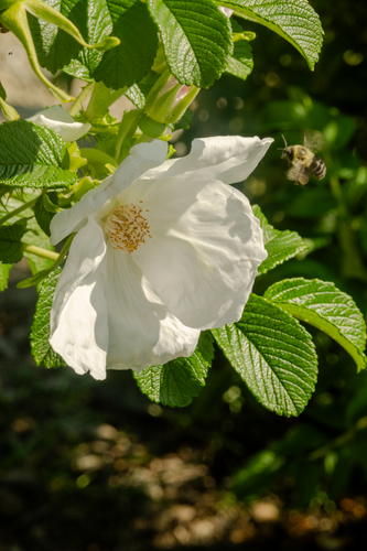 June Holden Visit 6.png