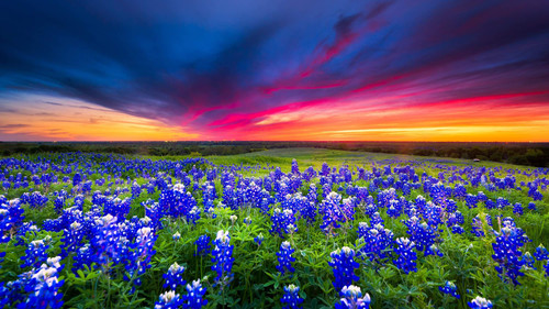 texas bluebonnets.jpg