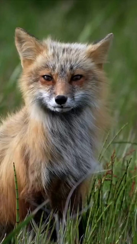 c6FT95RHAZI vcQL.jpg