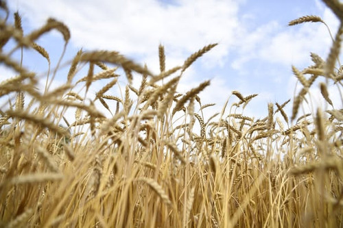 516812281 1137196441774539 5280617167331728849 n.jpg?stp=dst jpg p526x395 tt6& nc cat=105&ccb=1 7& n.jpg