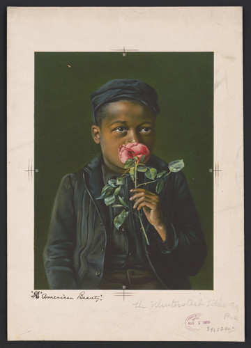 Unknown American Beauty (1895) t3 1lnk1s2.jpg